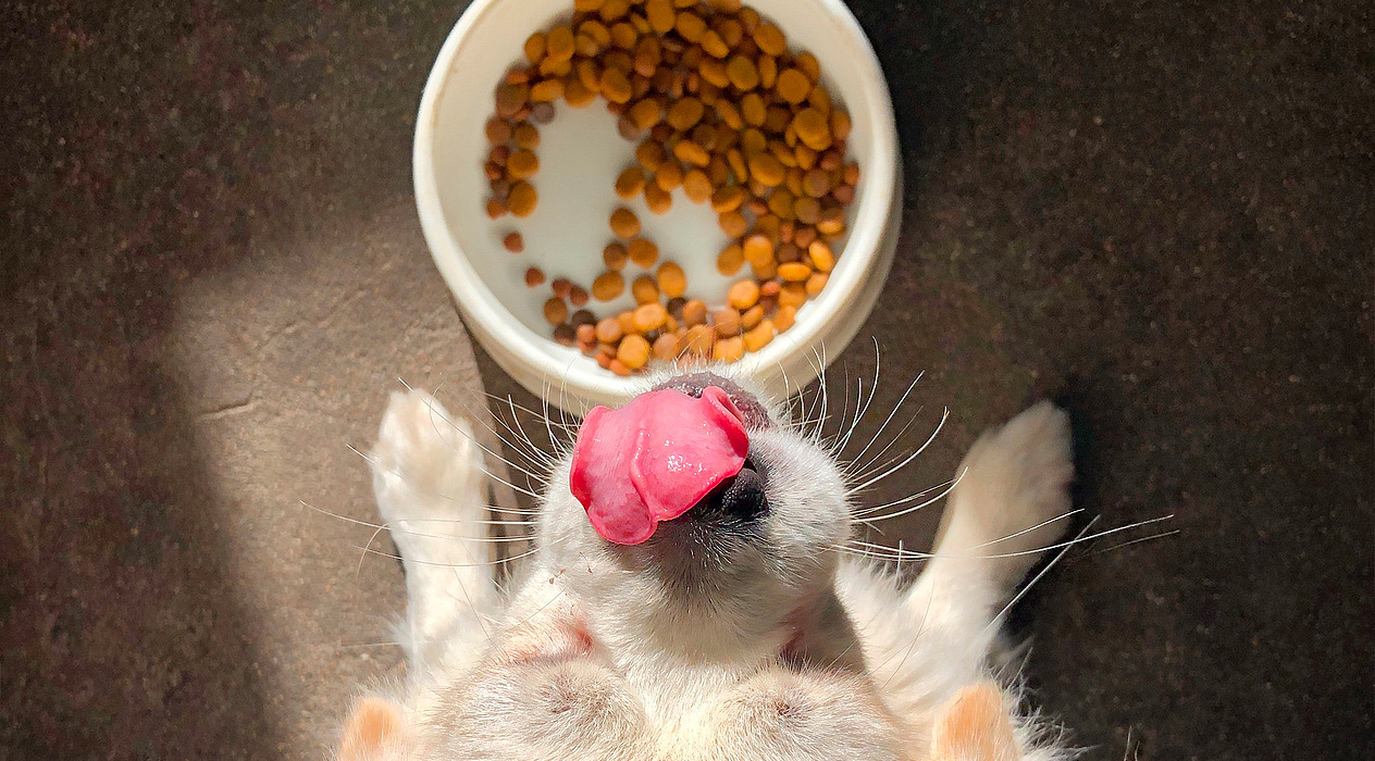 Esperienze di gusto per gli animali